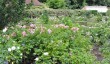 loseley park-roses.jpg